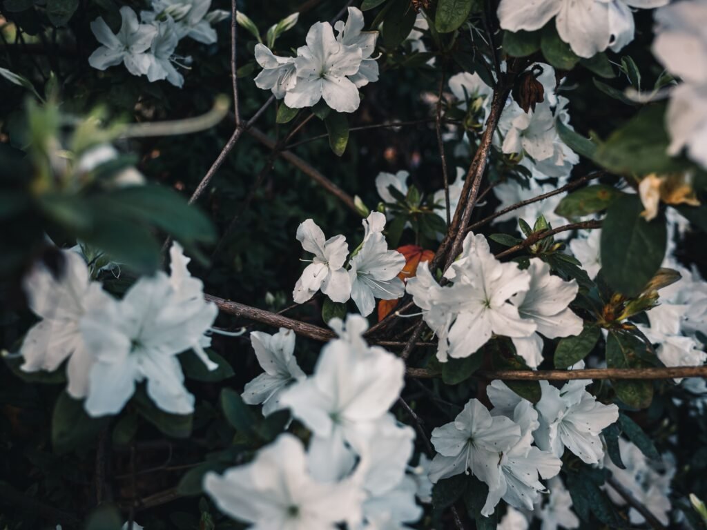 A beautiful close-up of white azalea flowers in full bloom, capturing the essence of nature's beauty.